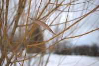 Зима